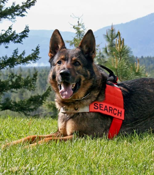 Search-and-Rescue-Dogs.jpeg