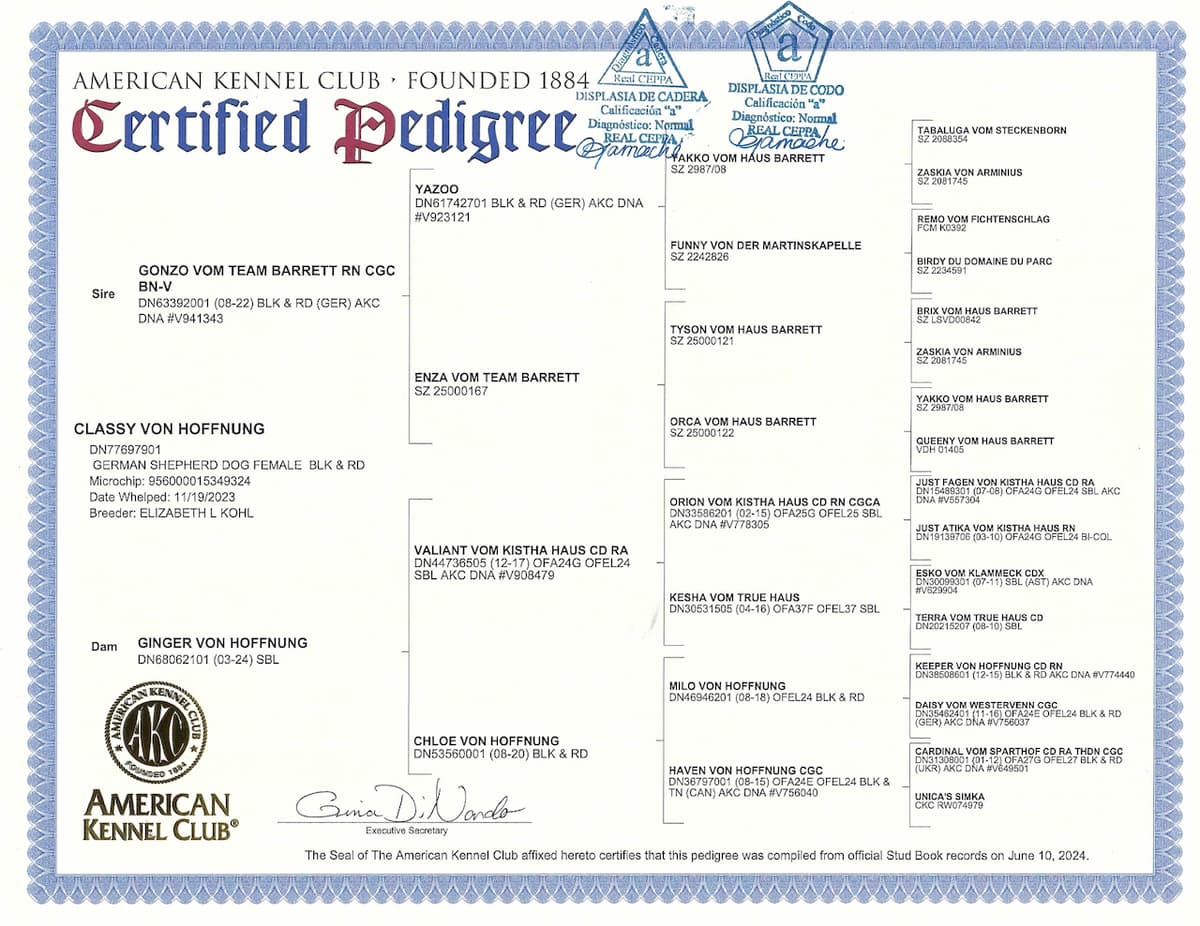 Classy A Stamp Pedigree (1).jpeg