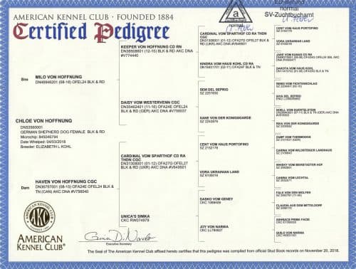 Chloe-Pedigree-500x378.jpeg