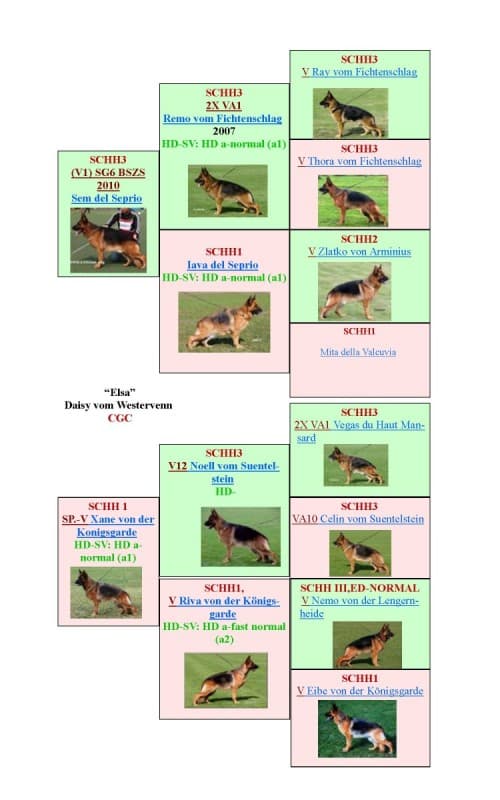 Elsa-Pedigree-2-500x800.jpg