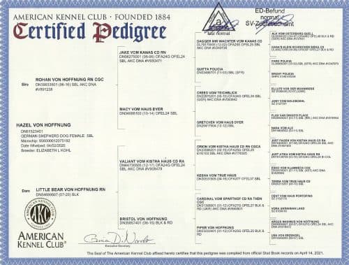 pedigree-1-1-500x379.jpeg
