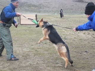 kelly-protection2.jpg