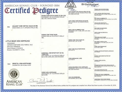 Little-Bear-Pedigree-500x378.jpeg