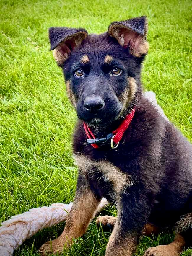 merit9weeksold.jpeg