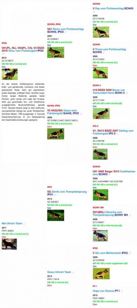 Shade-Pedigree-2-446x1000.jpg