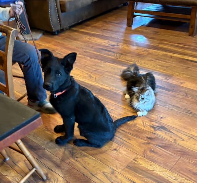 German Shepherd and Cats (5).jpeg