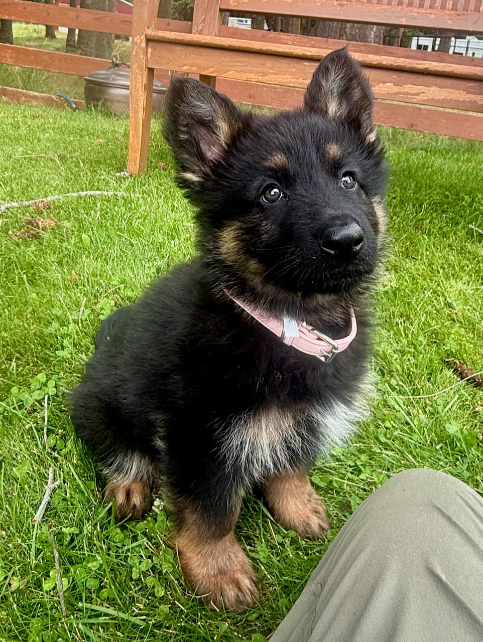 puppytraining.jpeg