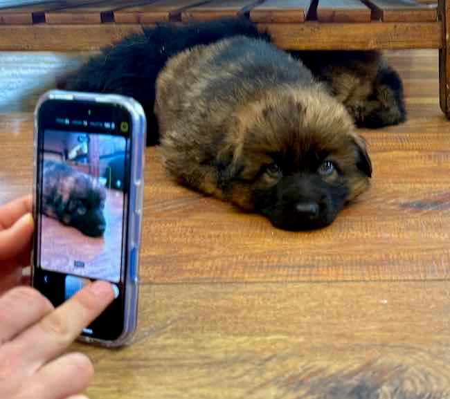 shades puppies 5 wks (29).jpeg