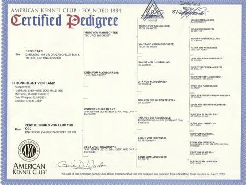 Bears-Pedigree-500x375.jpeg