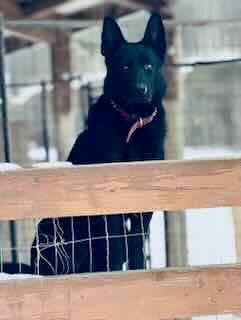 bear-fence4.jpg