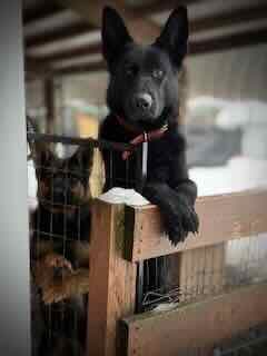bear-fence5.jpg