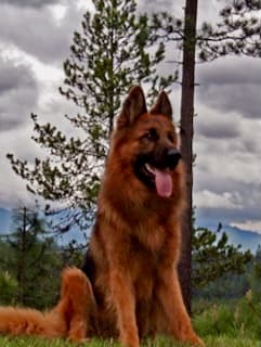 Magnificent-Cardinal--640 (2).jpeg