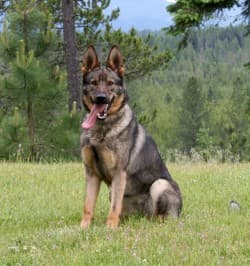 bestsit-250x266.jpg