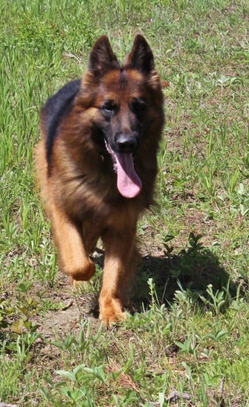 Keeper-running-500x815.jpg