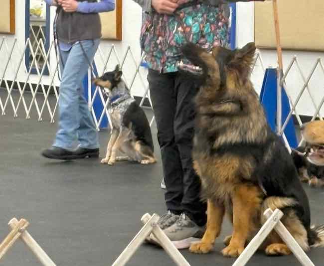 Tobbs' Obedience (1)-1.jpeg