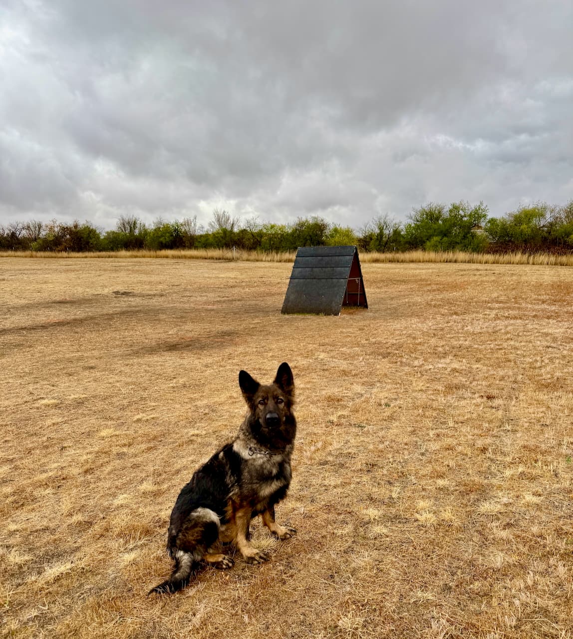 nika-schutzhund-bh.jpeg