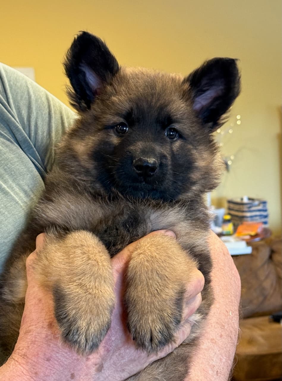 female sable-long-coated-German-Shepherd-Puppy-for-sale.jpeg