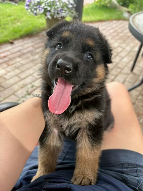 Black-and-red-german-shepherd-puppy-for-sale(2).jpeg