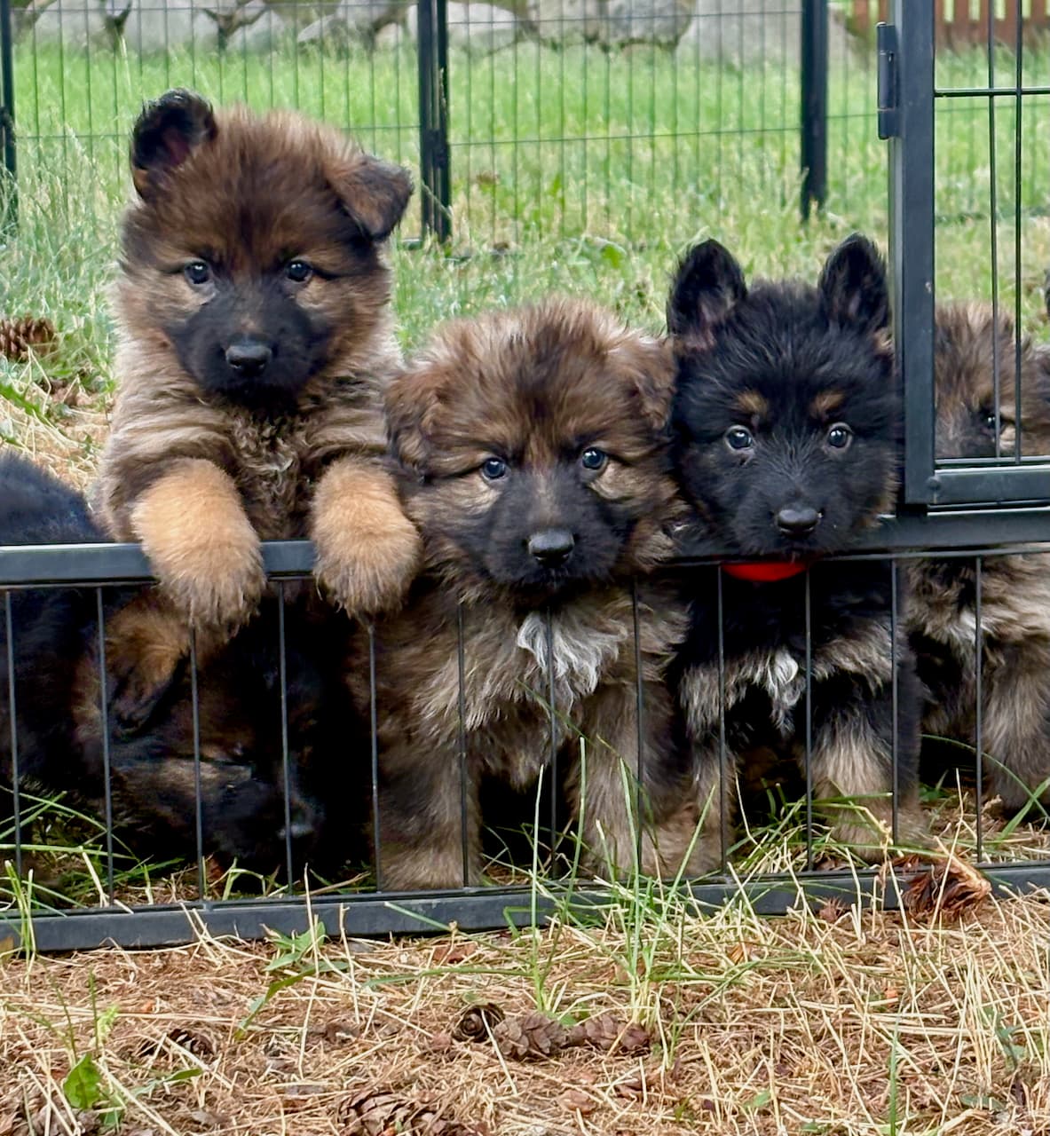 nikaspuppies6wks.jpeg