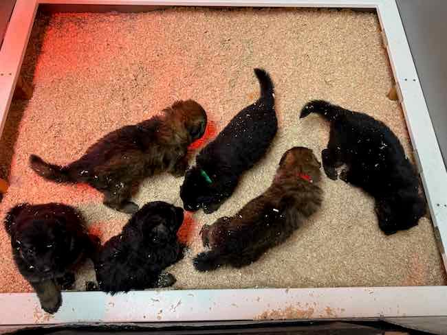 Shade's puppies 4 wks old.jpeg