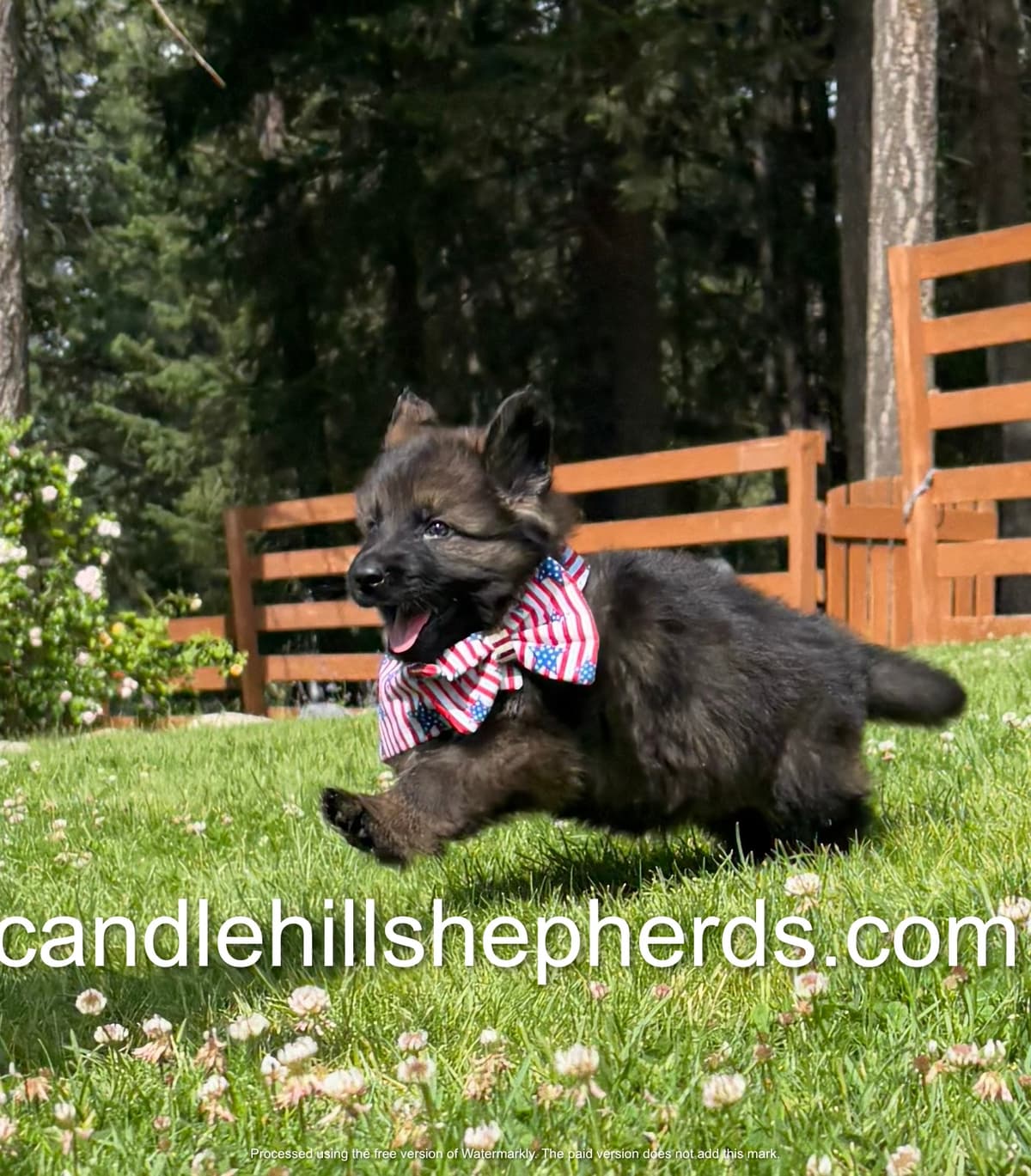 Patriotpuppy.jpeg