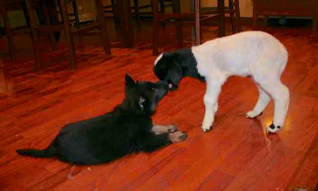 Puppies and Lambs.jpeg