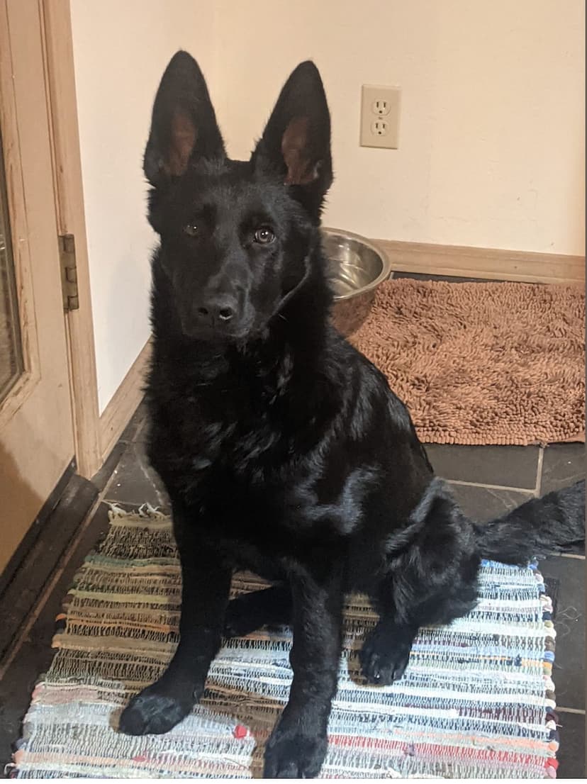 Jessie-black-german-shepherd.jpeg