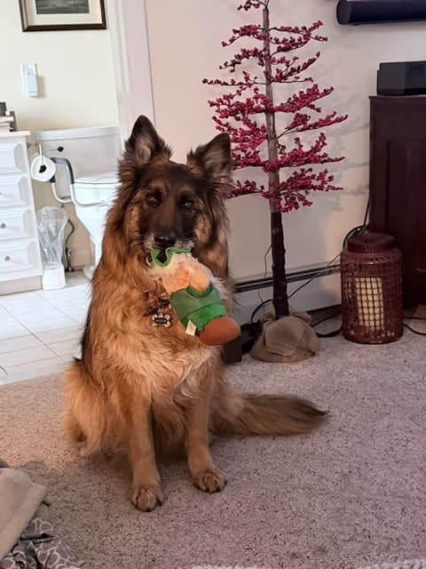 Maggie-longcoated-german-shepherd-with-toy-in-mouth.jpeg