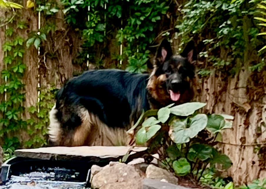 Nika, Ranger x Shade 2024 (2).jpeg