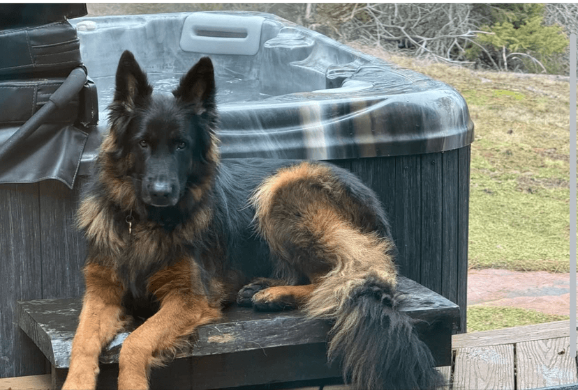 blackandred-longcoated-german-shepherd-lying-down.jpeg