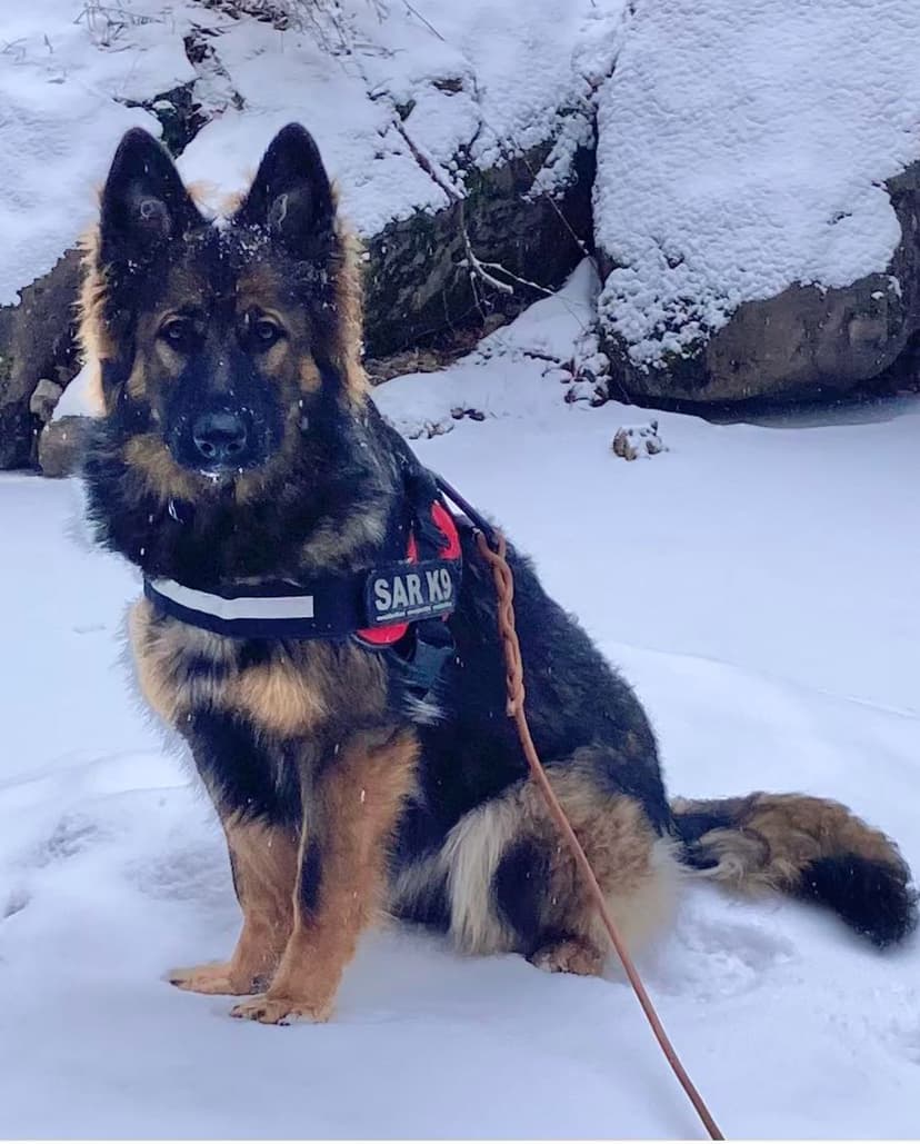 reiny-search-and-rescue-dog.jpg.jpeg