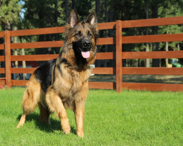 black&redlongcoatedgermanshepherdfacingcamera.jpeg