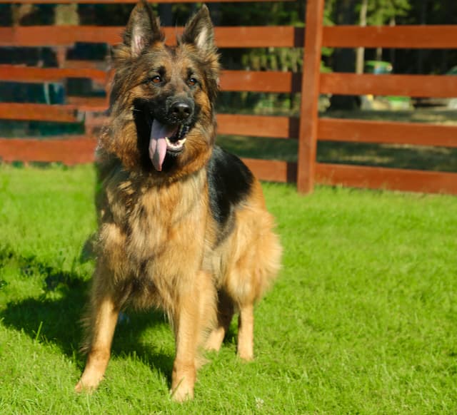 black&redlongcoatedgermanshepherdfacingwexcitement.jpeg
