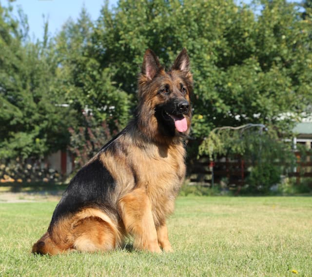 black&redlongcoatedgermanshepherdsitting.jpeg