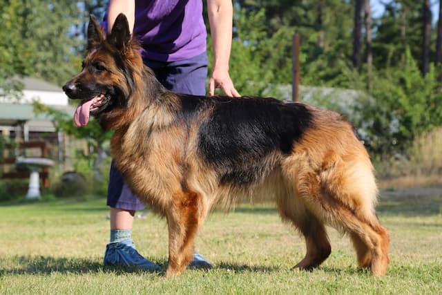 black&redlongcoatedgermanshepherdstanding1.jpeg