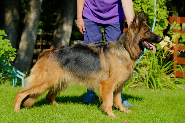 black&redlongcoatedgermanshepherdstanding2.jpeg