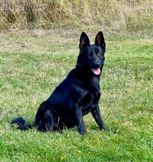mercy-black-german-shepeherd-sitting-sideways.jpeg