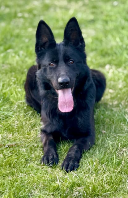 mercy-black-german-shepherd-lying-down-facing.jpeg