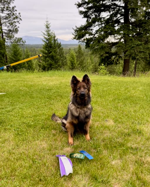 nika-AX-excellent-standard-agility-title.jpeg