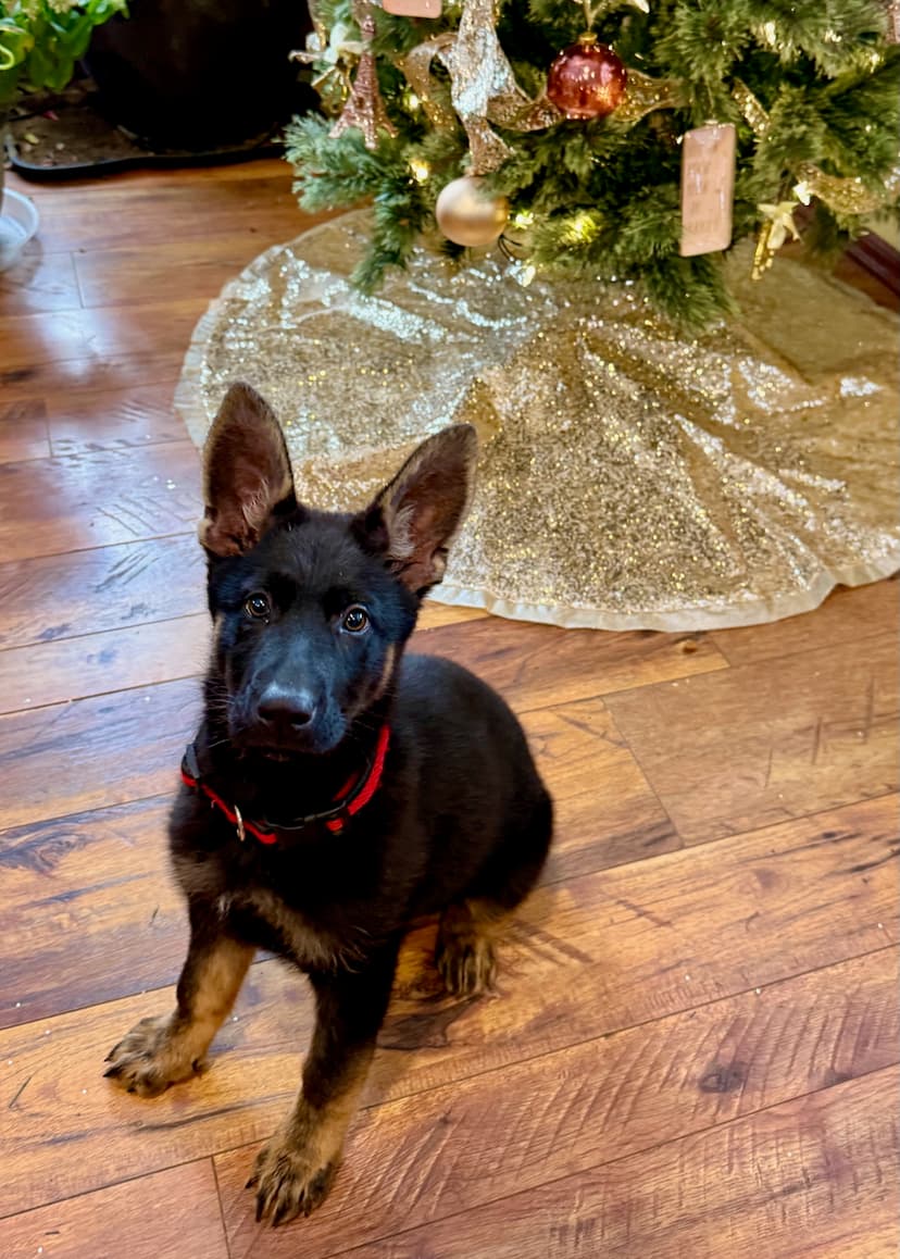 german-shepherd-puppy-chirstmas-120.jpeg