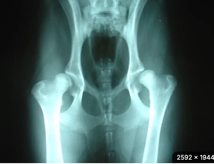 hipdysplasia.jpeg