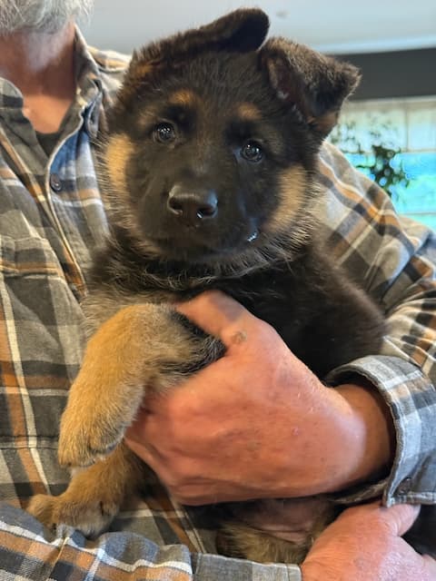 Black&RedGermanShepherdPuppyforsale.jpeg