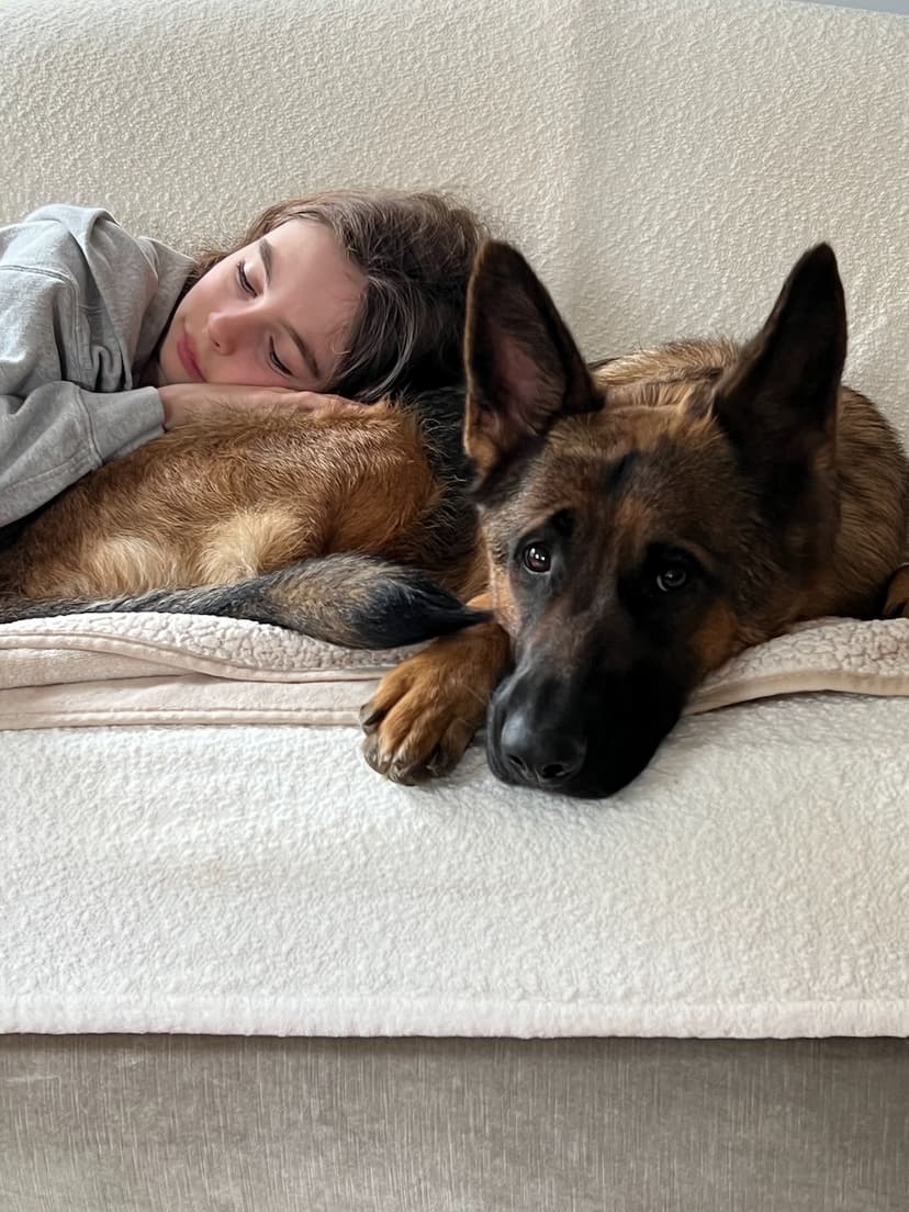 child-guardian-german-shepherd.jpg
