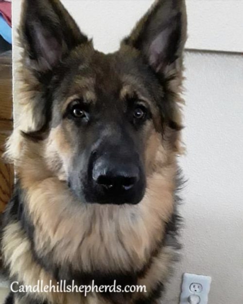 Great-Dog-2-500x625.jpg