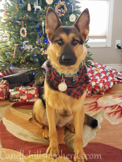 Grerat-Dog-4-500x667.jpg